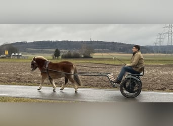 Shetland Ponys, Merrie, 9 Jaar, 108 cm, Vos