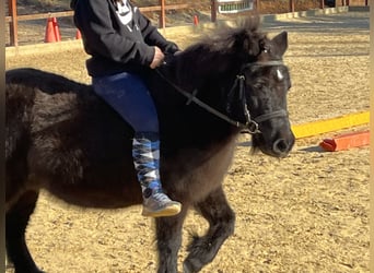 Shetland Ponys, Merrie, 9 Jaar, 110 cm, Zwart