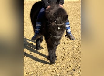 Shetland Ponys, Merrie, 9 Jaar, 110 cm, Zwart