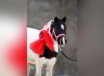 Shetland Ponys, Merrie, 9 Jaar, 115 cm, Gevlekt-paard