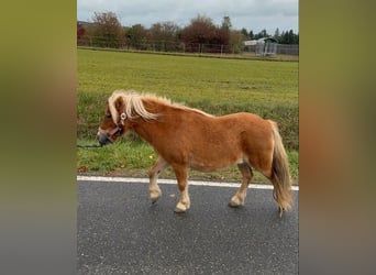 Shetland Ponys, Merrie, 9 Jaar, 85 cm