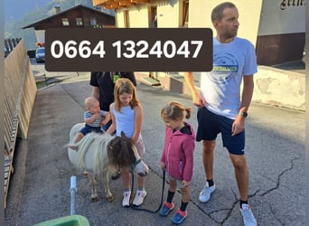 Shetland Ponys, Merrie, 9 Jaar