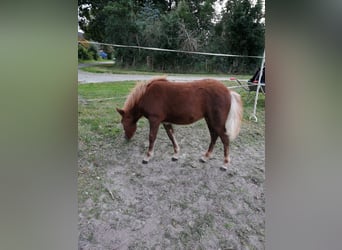 Shetland Ponys, Merrie, , 100 cm, Donkere-vos