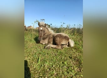 Shetland Ponys, Merrie, Veulen (05/2025), 100 cm, Falbe