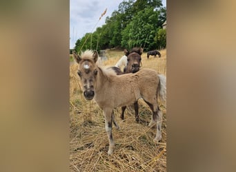 Shetland Ponys, Merrie, Veulen (05/2025), 100 cm, Falbe
