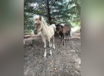 Shetland Ponys, Merrie, Veulen (05/2025), 100 cm, Falbe