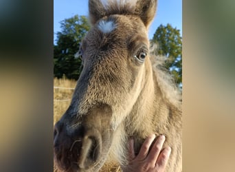 Shetland Ponys, Merrie, Veulen (05/2025), 100 cm, Falbe