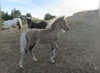 Shetland Ponys, Merrie, Veulen (05/2025), 100 cm, Falbe