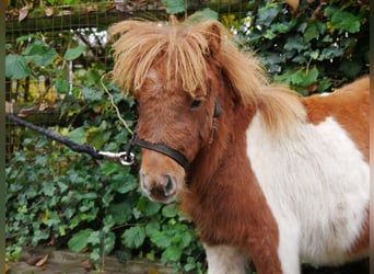 Shetland Ponys, Merrie, veulen (03/2024), 100 cm