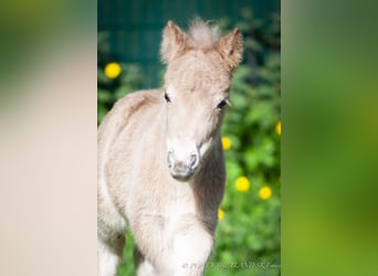 Shetland Ponys, Merrie, veulen (04/2024), 100 cm, Vos
