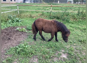 Shetland Ponys, Merrie, veulen (04/2024), 100 cm, Zwart