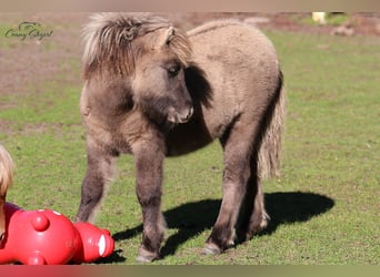 Shetland Ponys, Merrie, Veulen (05/2025), 104 cm, Falbe