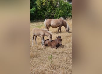 Shetland Ponys, Merrie, Veulen (04/2025), 105 cm, Zwart