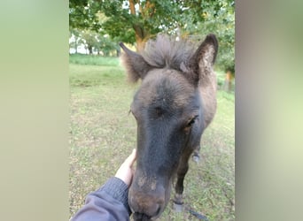 Shetland Ponys, Merrie, Veulen (04/2025), 105 cm, Zwart