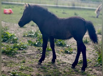 Shetland Ponys, Merrie, Veulen (05/2025), 105 cm, Zwart