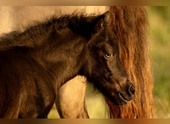 Shetland Ponys, Merrie, Veulen (05/2025), 105 cm, Zwart