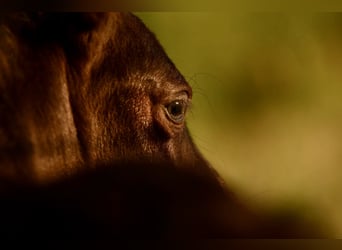 Shetland Ponys, Merrie, Veulen (05/2025), 106 cm, Zwart