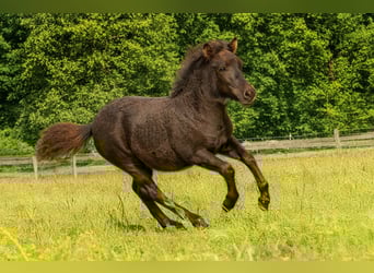 Shetland Ponys, Merrie, Veulen (05/2025), 106 cm, Zwart