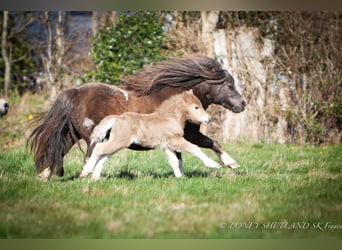 Shetland Ponys, Merrie, Veulen (03/2026), 95 cm, Palomino