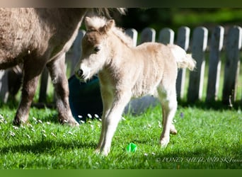 Shetland Ponys, Merrie, veulen (04/2024), 98 cm, Vos