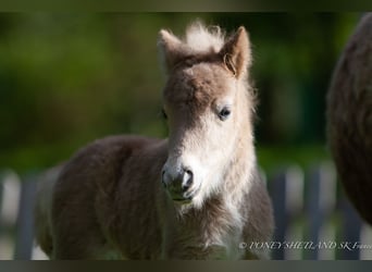 Shetland Ponys, Merrie, veulen (04/2024), 98 cm, Vos