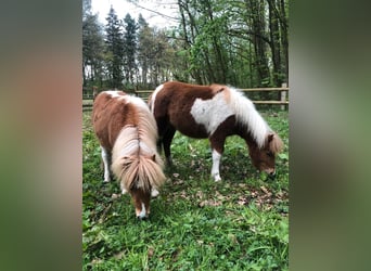 Shetland Ponys, Merrie, veulen (01/2024)