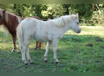 Shetland Ponys, Merrie, veulen (05/2024), Palomino