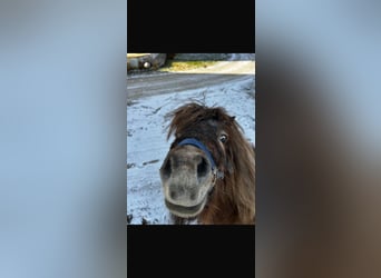 Shetland Ponys, Onbekend, 20 Jaar, 85 cm, Appelschimmel