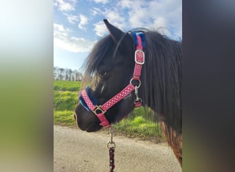 Shetland Ponys, Ruin, 10 Jaar, 100 cm, Zwart