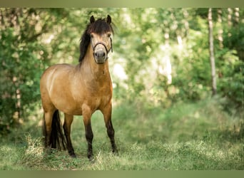 Shetland Ponys, Ruin, 10 Jaar, 115 cm, Buckskin