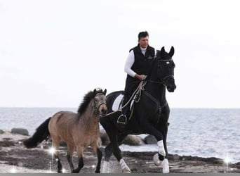 Shetland Ponys, Ruin, 10 Jaar, 115 cm, Buckskin