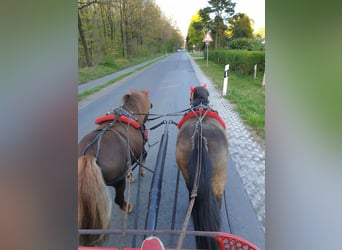 Shetland Ponys, Ruin, 10 Jaar, 115 cm, Buckskin