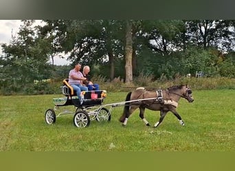 Shetland Ponys, Ruin, 10 Jaar, 115 cm, Buckskin