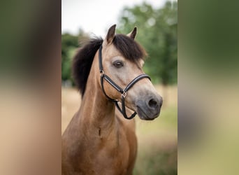 Shetland Ponys, Ruin, 10 Jaar, 115 cm, Buckskin