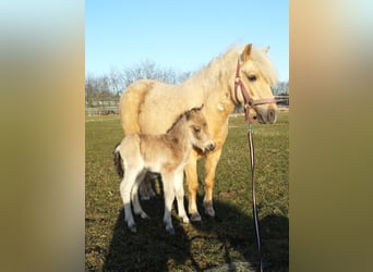 Shetland Ponys, Ruin, 10 Jaar, 115 cm, Buckskin
