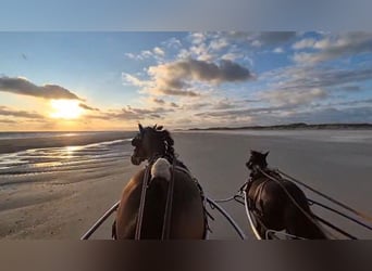 Shetland Ponys, Ruin, 10 Jaar, 115 cm, Buckskin