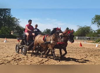 Shetland Ponys, Ruin, 10 Jaar, 115 cm, Buckskin