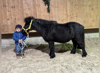 Shetland Ponys, Ruin, 11 Jaar, 100 cm, Blauwschimmel