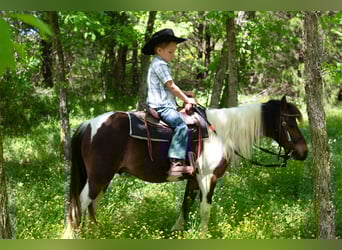 Shetland Ponys, Ruin, 11 Jaar, 117 cm, Gevlekt-paard