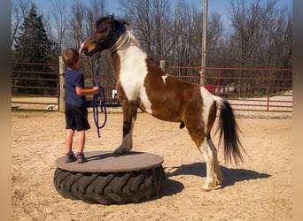 Shetland Ponys, Ruin, 11 Jaar, 117 cm, Gevlekt-paard
