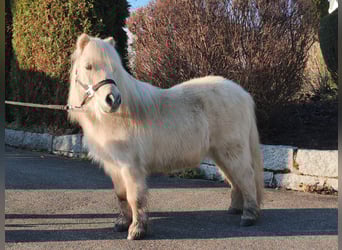 Shetland Ponys, Ruin, 11 Jaar, 86 cm, Palomino