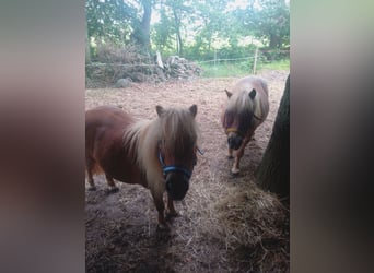 Shetland Ponys, Ruin, 12 Jaar, 100 cm, Roan-Red