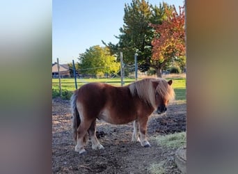 Shetland Ponys, Ruin, 12 Jaar, 100 cm, Vos