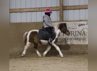 Shetland Ponys, Ruin, 12 Jaar, 102 cm, Gevlekt-paard