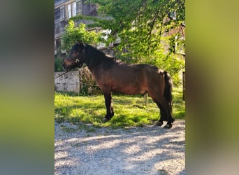 Shetland Ponys, Ruin, 12 Jaar, 110 cm, Bruin