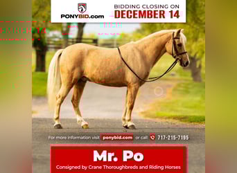 Shetland Ponys, Ruin, 12 Jaar, 114 cm, Palomino