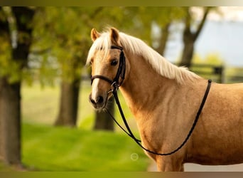 Shetland Ponys, Ruin, 12 Jaar, 114 cm, Palomino