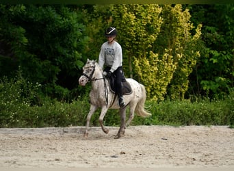 Shetland Ponys, Ruin, 12 Jaar, 118 cm, Appaloosa