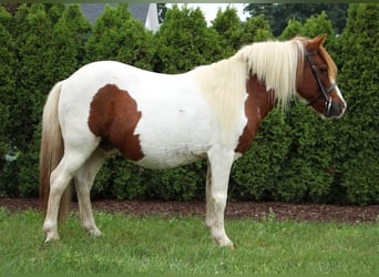 Shetland Ponys, Ruin, 12 Jaar, 122 cm, Donkere-vos