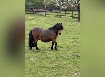 Shetland Ponys, Ruin, 12 Jaar, 80 cm, Bruin